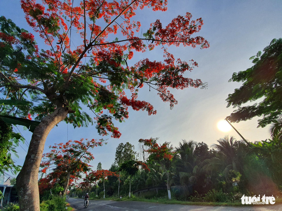 Thị xã Long Mỹ những ngày này được cộng đồng mạng biết nhiều hơn nhờ... hoa phượng - Ảnh: CHÍ QUỐC