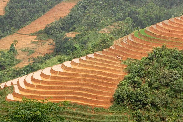 Mùa nước đổ trông những cánh đồng ruộng bậc thang Sa Pa như bức tranh thủy mạc tuyệt đẹp khổng lồ.
