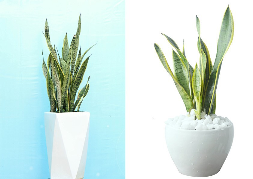 Lưỡi hổ là loại cây có thể tạo ra khí oxy vào ban đêm, khi không có ánh sáng. Chính vì vậy, bạn có thể hoàn toàn yên tâm đặt cây lưỡi hổ vào phòng ngủ của mình. Với khả năng tạo khí O2 và hấp thụ khí CO2 của loại cây này, không gian phòng ngủ sẽ trở nên thật trong lành và mát mẻ. Đồ họa: Phan Anh Lưỡi hổ là loại cây có thể tạo ra khí oxy vào ban đêm, khi không có ánh sáng. Chính vì vậy, bạn có thể hoàn toàn yên tâm đặt cây lưỡi hổ vào phòng ngủ của mình. Với khả năng tạo khí O2 và hấp thụ khí CO2 của loại cây này, không gian phòng ngủ sẽ trở nên thật trong lành và mát mẻ. Đồ họa: Phan Anh