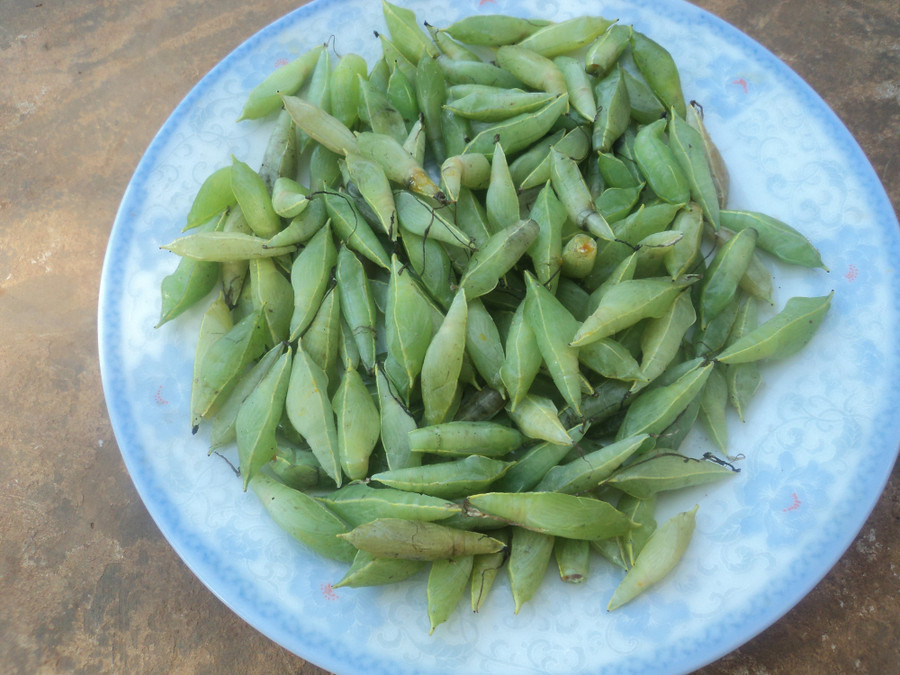 Nhộng sâu muồng