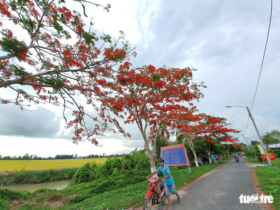Trong khi đó, đường nối từ thị trấn Cờ Đỏ vào xã Thới Xuân (huyên Cờ Đỏ) cũng lãng mạn không kém với hàng phượng đỏ bên cạnh những cánh đồng lúa vàng bạt ngàn - Ảnh: CHÍ QUỐC