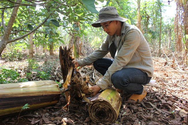 Cây chuối sau thu hoạch được anh Nông Văn Công tận dụng để tăng sinh khối cho vườn. (Ảnh: PL)