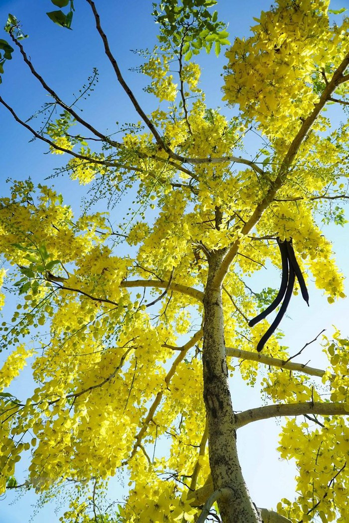 Vẻ đẹp của muồng hoàng yến làm xao xuyến lòng người, điểm tô trên nền trời xanh biếc của ngày hè. (Ảnh: Xuân Tư/TTXVN)