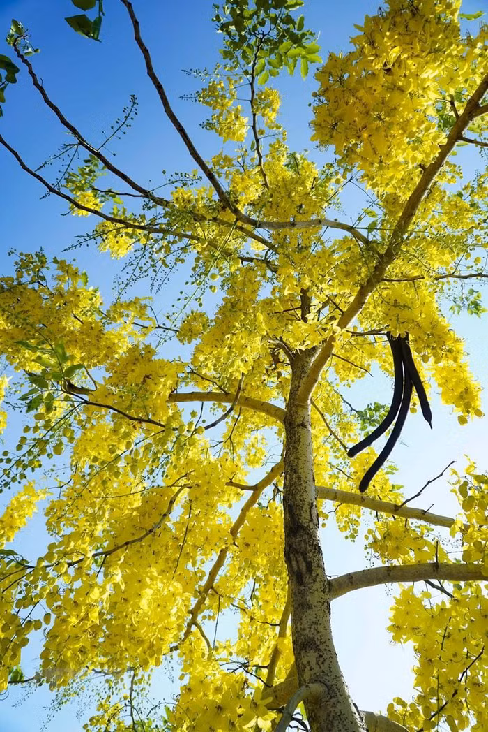 Vẻ đẹp của muồng hoàng yến làm xao xuyến lòng người, điểm tô trên nền trời xanh biếc của ngày hè. (Ảnh: Xuân Tư/TTXVN)