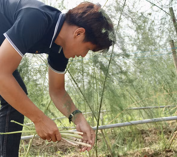 Trung Nghĩa thuê lao động địa phương nhưng anh vẫn ngày ngày gắn bó với vườn măng tây - Ảnh: Diệu Quí