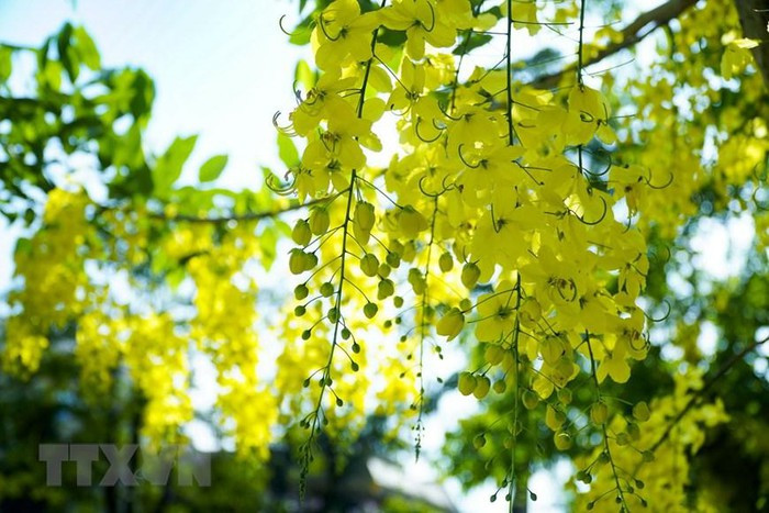 Muồng hoàng yến có nguồn gốc từ miền nam châu Á, là loài cây trung tính, ưa sáng, mọc nhanh và chịu hạn tốt. (Ảnh: Xuân Tư/TTXVN)