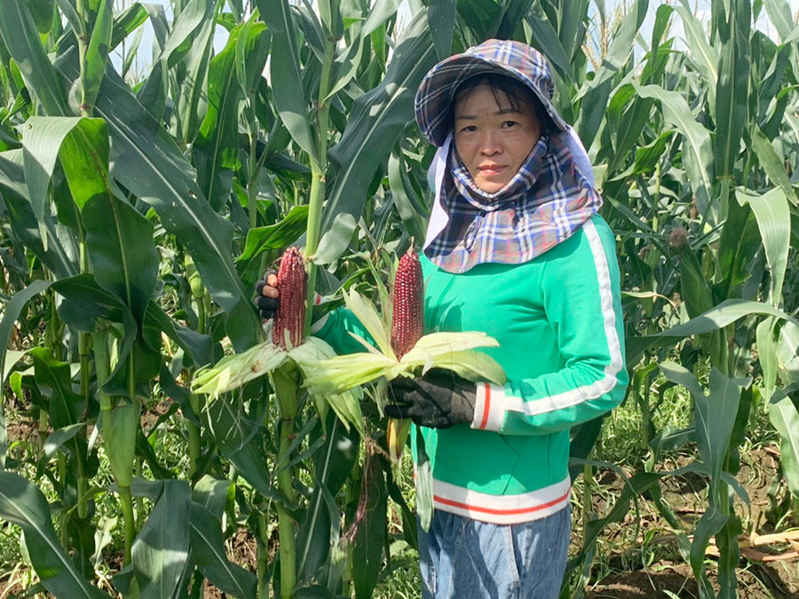  Chị Trần Thị Tươi (tổ 5, phường Hòa Bình, thị xã Ayun Pa) thu hoạch bắp tím Nữ hoàng. Ảnh: V.C