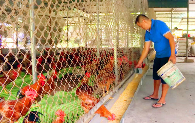  Trang trại gà hữu cơ của anh Bùi Sỹ Tuyến được thiết kế thoáng đãng, sạch sẽ và khoa học. Ảnh: H.P