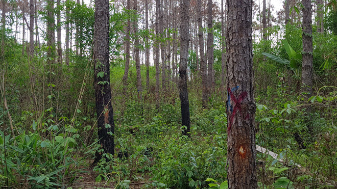 Rừng TK 289, xã Tân Thanh nơi phát hiện anh Tuấn chết do trúng đạn chì ẢNH: LÂM VIÊN