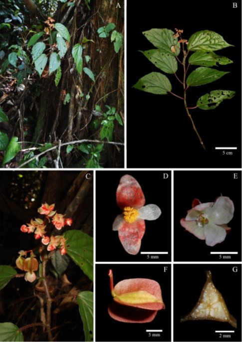  Begonia saolaensis. (Nguồn: Bảo tàng Thiên nhiên Việt Nam)
