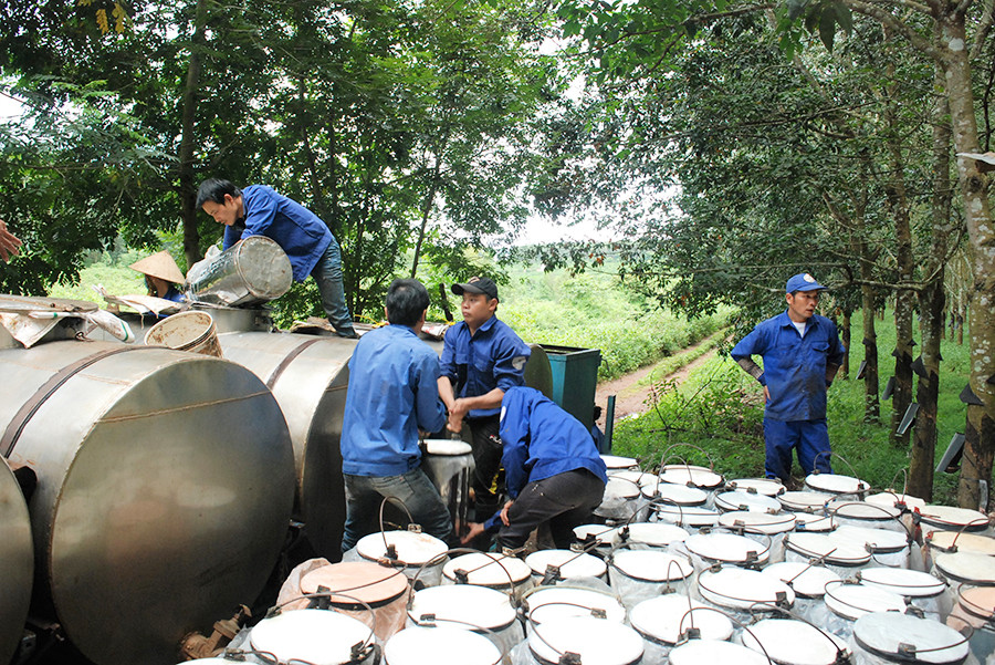 Công nhân giao khoán mủ về đơn vị. Ảnh: Đinh Yến Công nhân giao khoán mủ về đơn vị. Ảnh: Đinh Yến