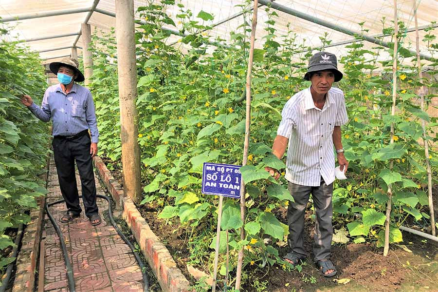 Ông Hoàng Văn Thủy (bìa phải) cùng Chủ tịch Hội Nông dân thị trấn Phú Thiện bên vườn rau của mình. Ảnh: Đinh Yến Ông Hoàng Văn Thủy (bìa phải) cùng Chủ tịch Hội Nông dân thị trấn Phú Thiện bên vườn rau của mình. Ảnh: Đinh Yến