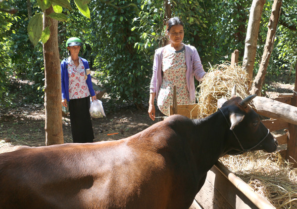 Gia đình chị Siu H’Pram (làng Plei Djriêk, thị trấn Nhơn Hòa) vươn lên thoát nghèo nhờ sự giúp đỡ của các cấp chính quyền huyện Chư Pưh. Ảnh: H.S