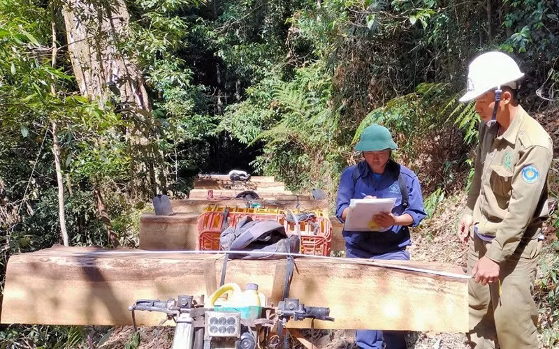 Hiện trường vụ khai thác và vận chuyển gỗ trái phép xảy ra ngày 29-2 tại tiểu khu 277 thuộc xã Ðắk Rơ Nga, huyện Ðắk Tô, tỉnh Kon Tum.