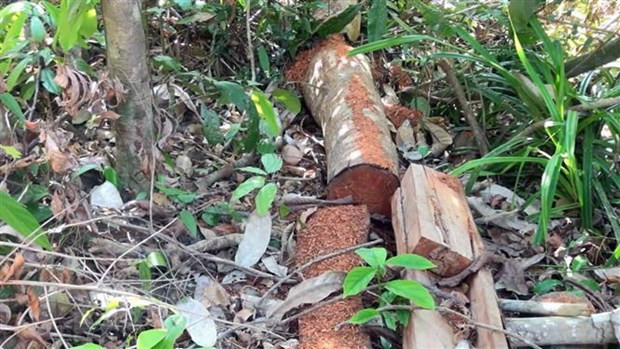 Gỗ được lâm tặc bỏ lại trong rừng khi bị kiểm lâm phát hiện. (Ảnh: Xuân Triệu/TTXVN) Gỗ được lâm tặc bỏ lại trong rừng khi bị kiểm lâm phát hiện. (Ảnh: Xuân Triệu/TTXVN)