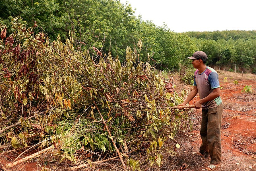  Anh Nguyễn Bá Huấn (làng Bua, xã Ia Pnôn) phải chặt bỏ 1 ha cà phê bị khô cháy vì nắng hạn. Ảnh: N.S