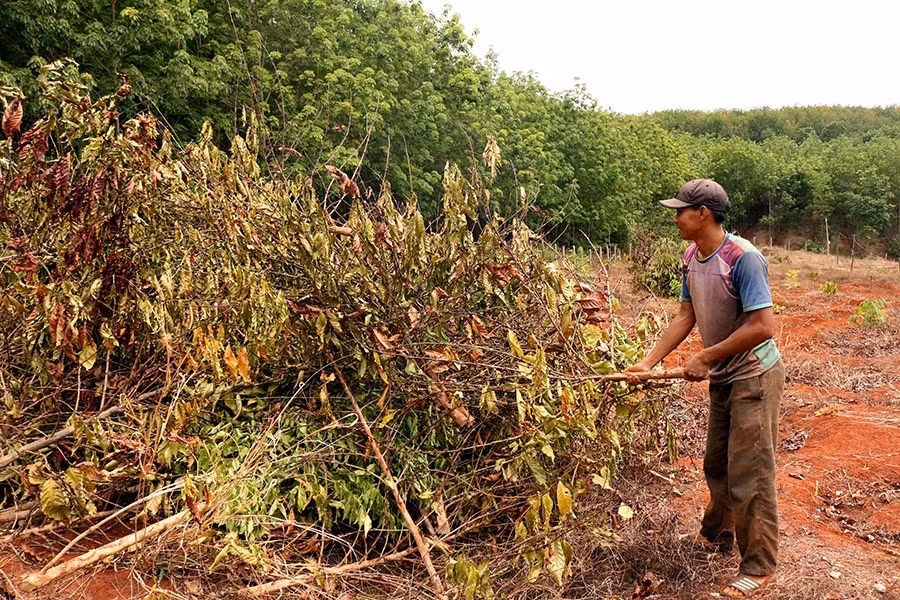  Anh Nguyễn Bá Huấn (làng Bua, xã Ia Pnôn) phải chặt bỏ 1 ha cà phê bị khô cháy vì nắng hạn. Ảnh: N.S