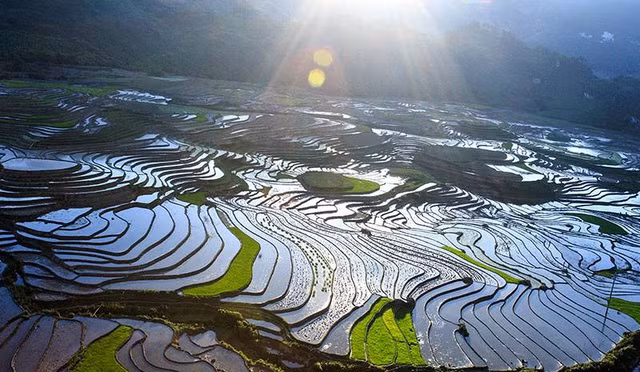 Ngất ngây với vẻ đẹp ruộng bậc thang Sa Pa.