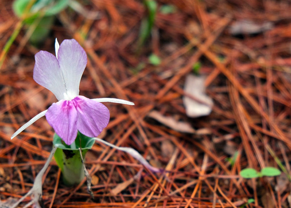  Bản sao Snapseed 21. Ảnh: M.C