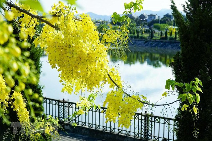 Hoa nở thành từng chùm màu vàng rực khiến ai cũng phải xao xuyến. (Ảnh: Xuân Tư/TTXVN)