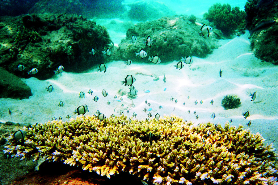 Lặn xuống biển, bạn được ngắm san hô cùng những đàn cá tung tăng - Ảnh: T.T.D.