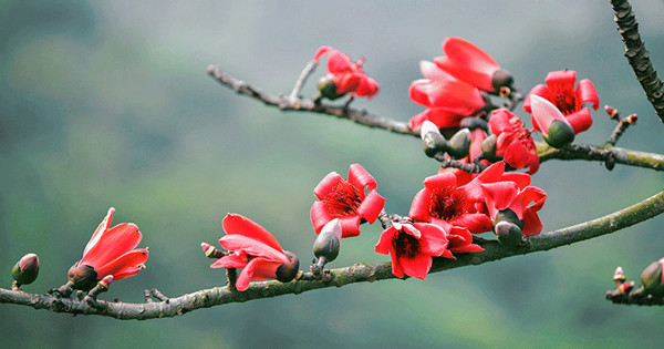 Hoa gạo. Ảnh: K.N.B