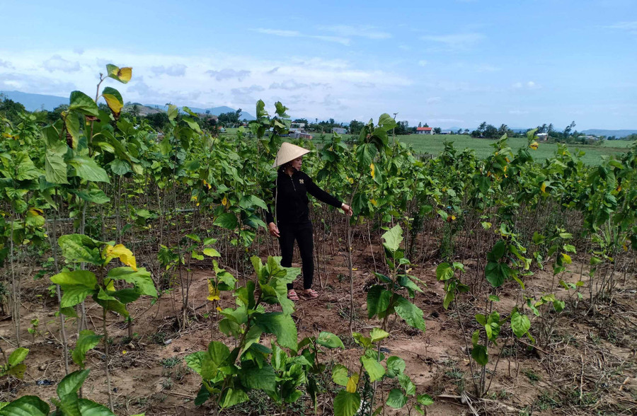 Chị Nguyễn Thị Thanh Tâm (thôn 2, xã Kông Pla, huyện Kbang) kiểm tra ruộng dâu tằm. Ảnh: Ngọc Minh