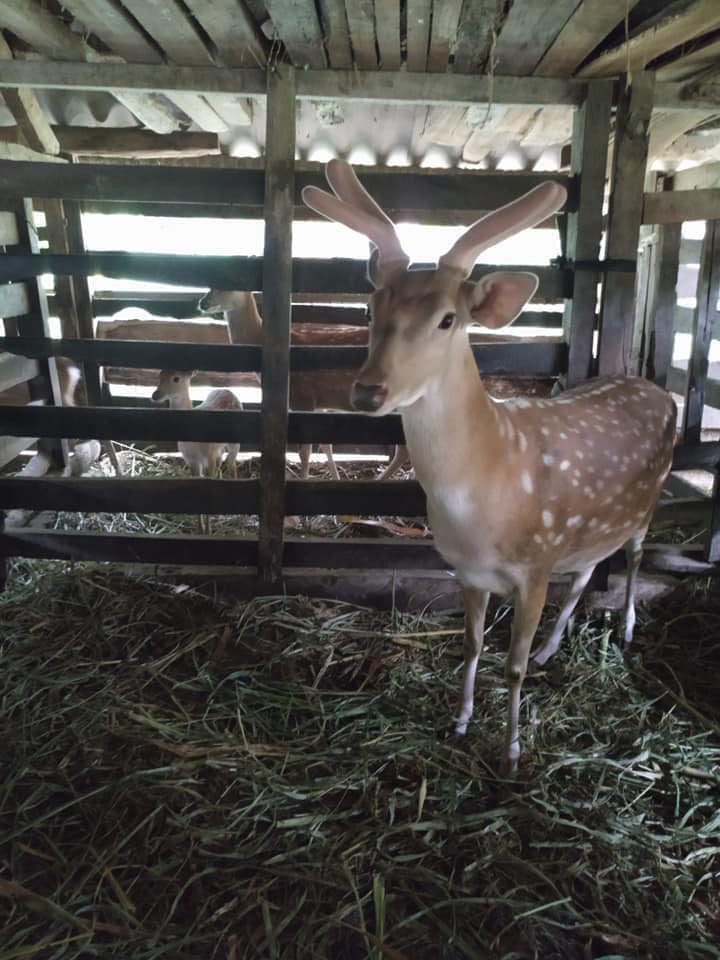 Nhung hươu thường bắt đầu mọc vào mùa xuân và cắt nhung hươu vào khoảng tháng 2 (âm lịch). Sau 8 tháng nhung hươu sẽ tự mọc lại. 