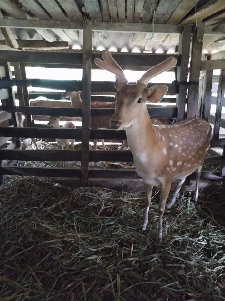 Nhung hươu thường bắt đầu mọc vào mùa xuân và cắt nhung hươu vào khoảng tháng 2 (âm lịch). Sau 8 tháng nhung hươu sẽ tự mọc lại. 
