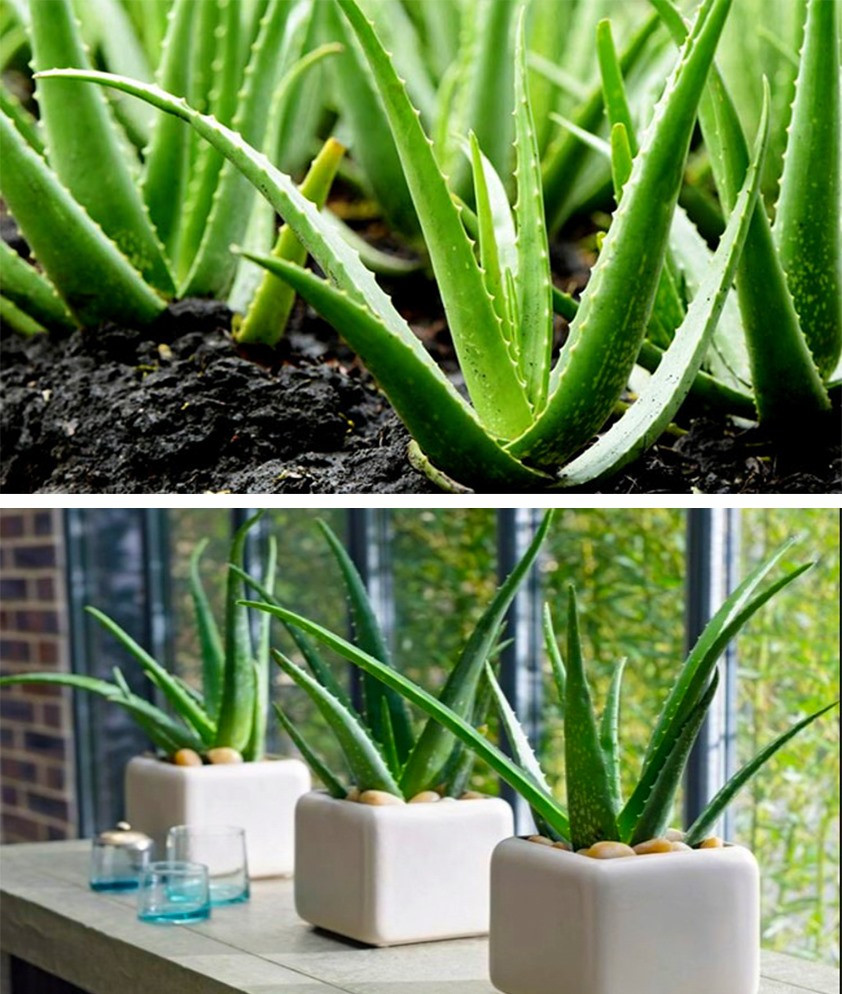 Nha đam là một trong những lựa chọn hàng đầu để bạn “xanh hóa” không gian nội thất trong mùa hè. Loại cây này có khả năng tuyệt vời trong việc thanh lọc không khí, cung cấp thêm O2 giúp làm mát môi trường. Đồ họa: Phan Anh Nha đam là một trong những lựa chọn hàng đầu để bạn “xanh hóa” không gian nội thất trong mùa hè. Loại cây này có khả năng tuyệt vời trong việc thanh lọc không khí, cung cấp thêm O2 giúp làm mát môi trường. Đồ họa: Phan Anh