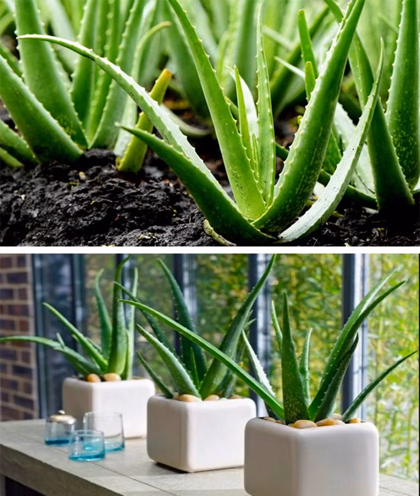 Nha đam là một trong những lựa chọn hàng đầu để bạn “xanh hóa” không gian nội thất trong mùa hè. Loại cây này có khả năng tuyệt vời trong việc thanh lọc không khí, cung cấp thêm O2 giúp làm mát môi trường. Đồ họa: Phan Anh