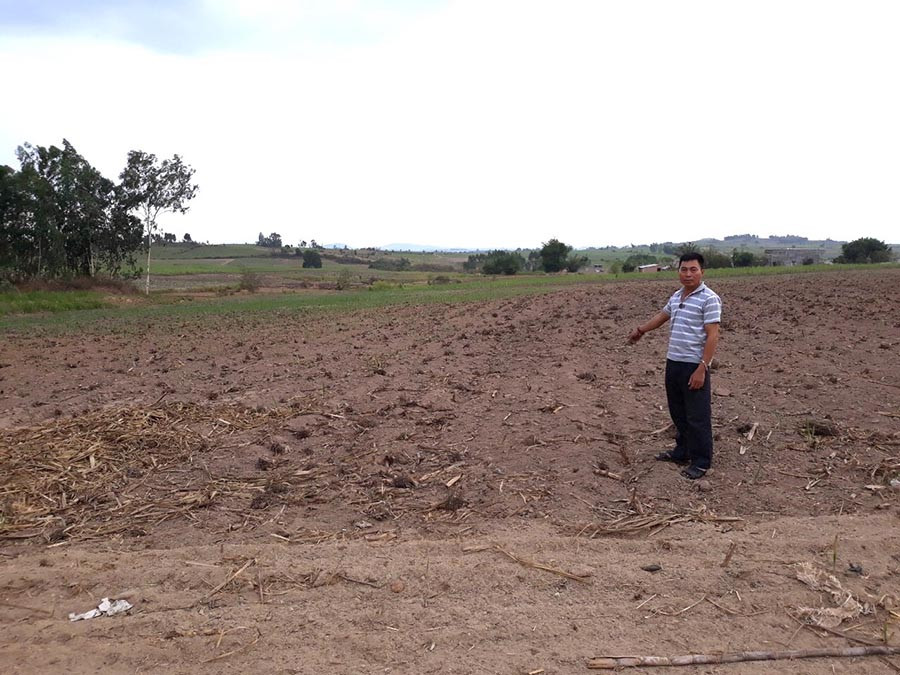  Ruộng mía trồng mới của gia đình ông Lương Duy Tặng (xã Kông Pla, huyện Kbang) không lên nổi do nắng hạn kéo dài. Ảnh: N.M