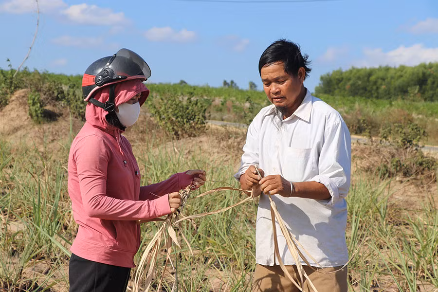 2ông Đinh Văn Quăr (làng Bờ-Chư Pâu, xã Kông Lơng Khơng,huyện Kbang) kiểm tra sâu bệnh cùng cán bộ nông nghiệp xã-Ảnh Ngọc Minh
