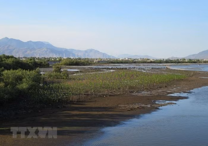 Hệ sinh thái rừng ngập mặn ở Đầm Nại. (Ảnh: Nguyễn Thành/TTXVN) Hệ sinh thái rừng ngập mặn ở Đầm Nại. (Ảnh: Nguyễn Thành/TTXVN)