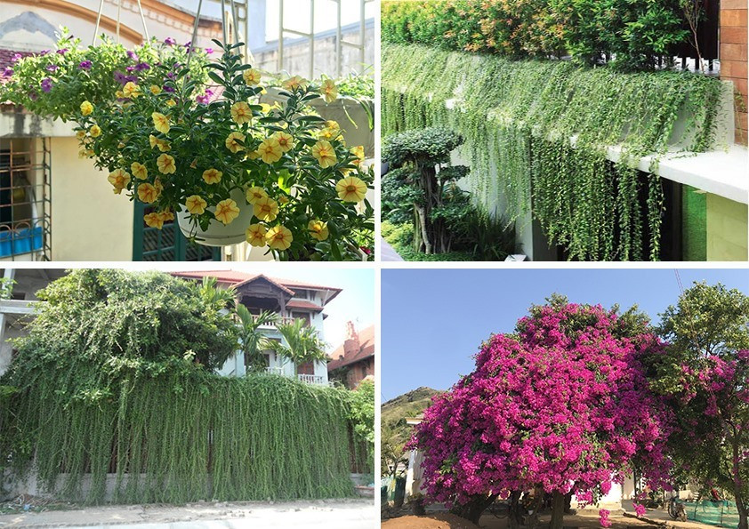 Những loại cây được ưa thích hiện nay là cúc tần Ấn Độ, hoa giấy hoặc hoa triệu chuông. Tuy nhiên cũng cần lưu ý, trong trường hợp trồng cây cạnh mái tôn bạn không nên làm khung lưới quá sát để tránh cho cành lá tiếp xúc trực tiếp với mái tôn khiến lá dễ bị héo úa. Đồ họa: Phan Anh Những loại cây được ưa thích hiện nay là cúc tần Ấn Độ, hoa giấy hoặc hoa triệu chuông. Tuy nhiên cũng cần lưu ý, trong trường hợp trồng cây cạnh mái tôn bạn không nên làm khung lưới quá sát để tránh cho cành lá tiếp xúc trực tiếp với mái tôn khiến lá dễ bị héo úa. Đồ họa: Phan Anh