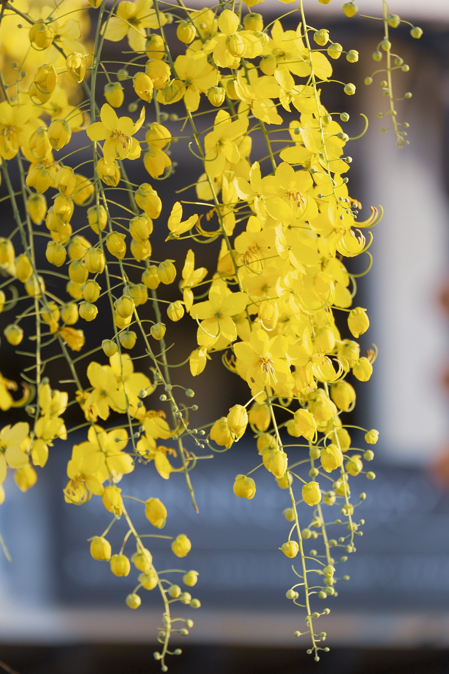  Hoàng yến với màu vàng rực rỡ đặc trưng. Ảnh: Lê Tuấn