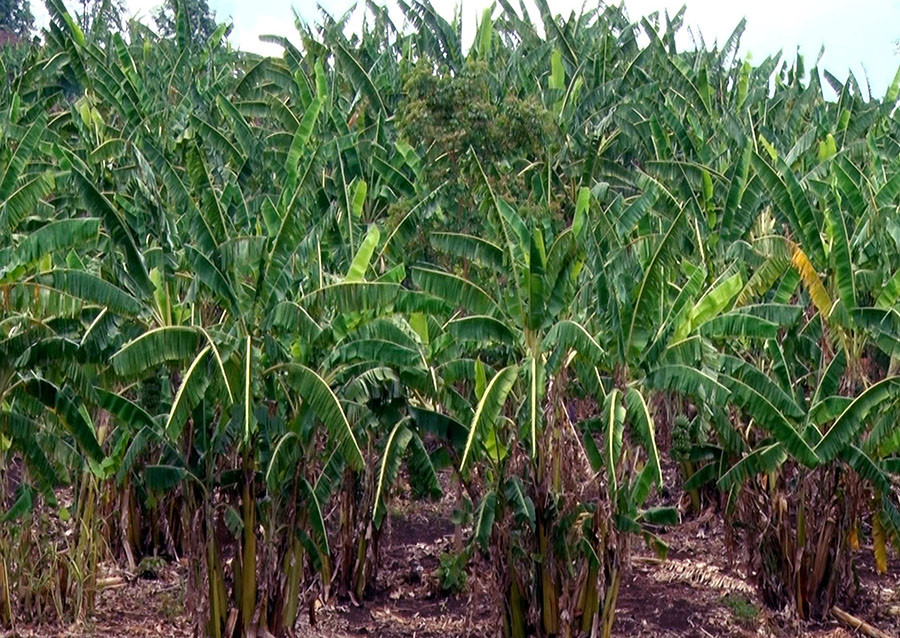 Diện tích trồng chuối mốc tại xã Đê Ar ngày càng phát triển. Ảnh: Phạm Ngọc Diện tích trồng chuối mốc tại xã Đê Ar ngày càng phát triển. Ảnh: Phạm Ngọc