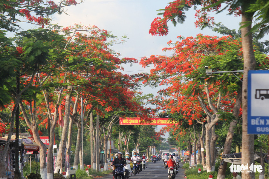 Ngập tràn sắc đỏ - Ảnh: CHÍ QUỐC