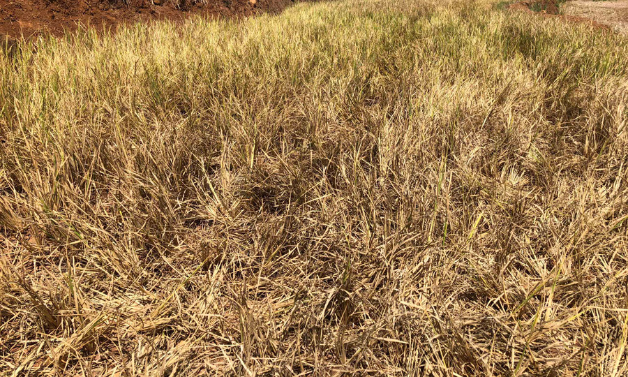 Lúa Đông Xuân thiếu nước bị cháy khô. Ảnh: Lê Nam Lúa Đông Xuân thiếu nước bị cháy khô. Ảnh: Lê Nam