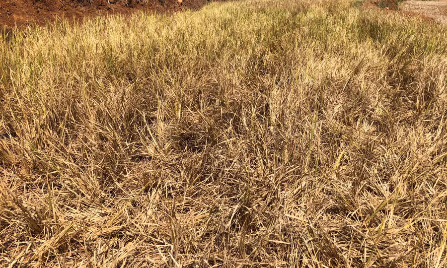 Lúa Đông Xuân thiếu nước bị cháy khô. Ảnh: Lê Nam