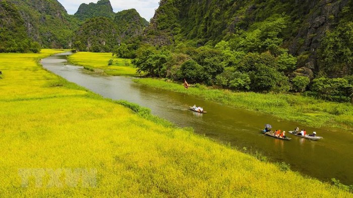 Từ giữa tháng 5, cánh đồng lúa ở Tam Cốc (xã Ninh Hải, Hoa Lư, Ninh Bình) bắt đầu chín rộ. (Ảnh: Minh Đức/TTXVN) Từ giữa tháng 5, cánh đồng lúa ở Tam Cốc (xã Ninh Hải, Hoa Lư, Ninh Bình) bắt đầu chín rộ. (Ảnh: Minh Đức/TTXVN)