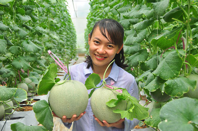 Chủ nhân vườn dưa lưới toàn trái 
