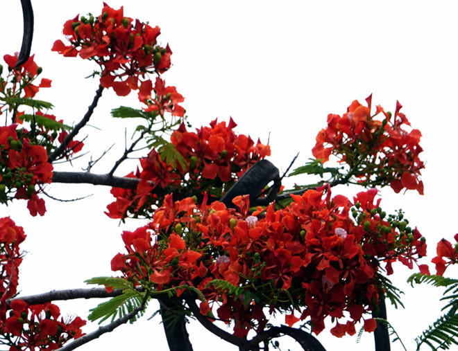 Tháng năm, hoa phương nở - Ảnh: Đào Ngọc Thạch  Tháng năm, hoa phương nở - Ảnh: Đào Ngọc Thạch