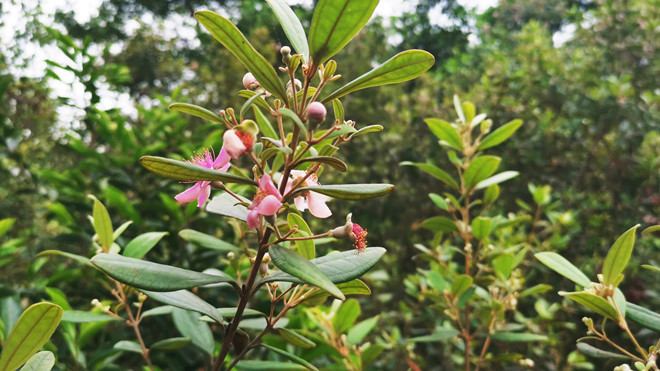Hoàng hôn thơ mộng trên đảo làm đắm say du khách ẢNH LÃ NGHĨA HIẾU