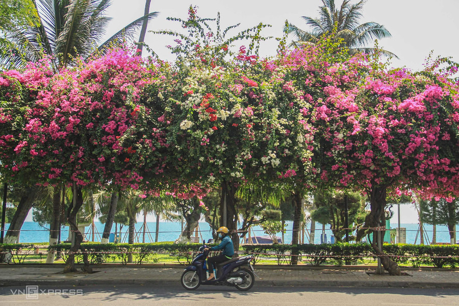 Bên cạnh phố biển du lịch với bãi cát trắng, Nha Trang còn được nhiều người nhớ đến sắc hồng rực của hàng nghìn cây hoa giấy rợp bóng các con đường.