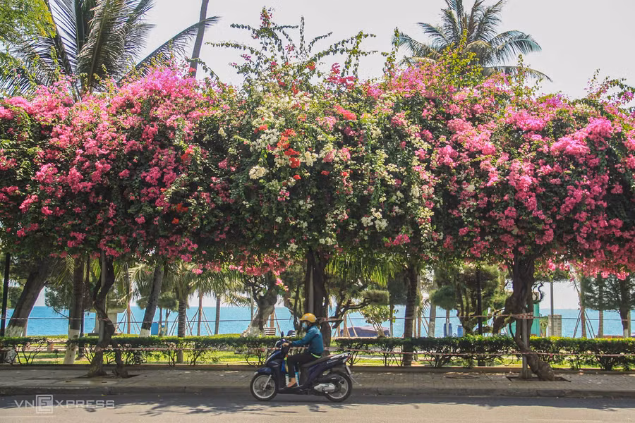 Bên cạnh phố biển du lịch với bãi cát trắng, Nha Trang còn được nhiều người nhớ đến sắc hồng rực của hàng nghìn cây hoa giấy rợp bóng các con đường.