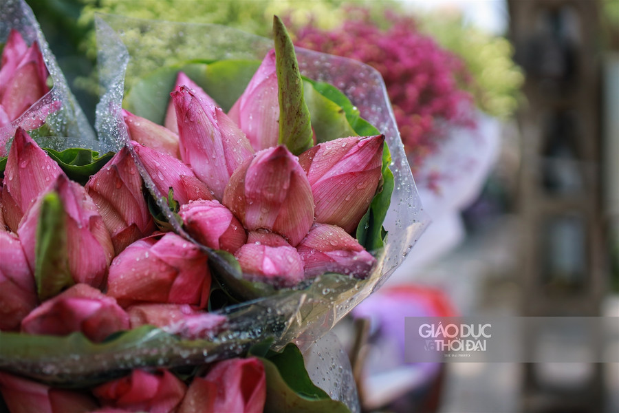 Hoa sen rong ruổi khắp phố phường Hà thành trên những chiếc xe đạp cũ kỹ như một hình ảnh đã gắn liền với rất nhiều người Hà Nội.