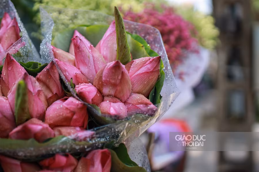 Hoa sen rong ruổi khắp phố phường Hà thành trên những chiếc xe đạp cũ kỹ như một hình ảnh đã gắn liền với rất nhiều người Hà Nội.