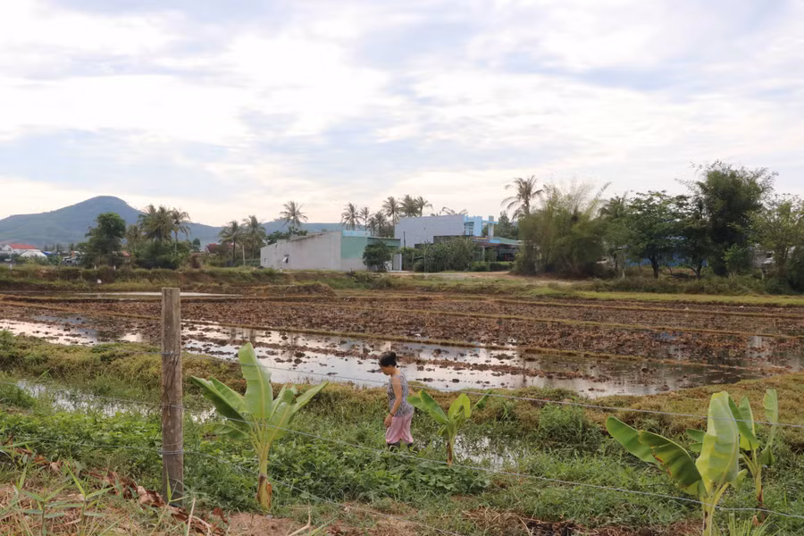 Trận mưa tối ngày 20-5 đã giải cơn khát cho cây trồng còn tặng lượng nước ở ruộng đồng. Ảnh: Ngọc Minh
