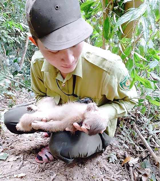 Một cá thể động vật bị mắc bẫy được phát hiện, cứu hộ Một cá thể động vật bị mắc bẫy được phát hiện, cứu hộ
